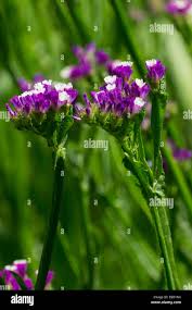 Image result for Limonium sinuatum