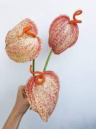 Featured Flower And Plant Friday Anthurium Anthurium Flower Delivery Garden Gifts