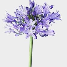 Maybe you would like to learn more about one of these? Agapanthus Blue Flowers Wholesale Blooms By The Box