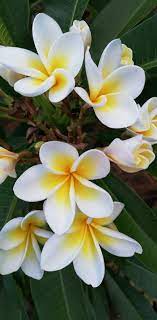 Blooms in the spring (may). Bi Colour Yellow And White Plumeria Rubra Frangipani Trees In My South African Garden In 2021 Plumeria Rubra South African Flowers Frangipani Tree