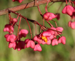 Image result for Celastraceae