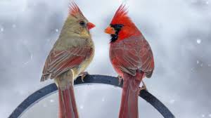 What does a cardinal's song sound like? Male Vs Female Cardinals What S The Difference Birdwatching Buzz