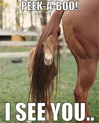 Image result for funny horse