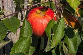 Appelboom Malus Domestica Braeburn Fruitbomen Kwekersvergelijk Fruitbomen Fruit Appels