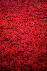The Lifespan Of 10 000 Fresh Roses In 6 Dramatic Pictures Red Aesthetic Red Roses Red Color