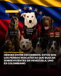Mundo | Mientras continúan las labores de búsqueda luego del fuerte  terremoto que sacudió a Venezuela, varios perros rescatistas trabajan junto  a equipos de emergencia para localizar personas atrapadas entre los  escombros.
