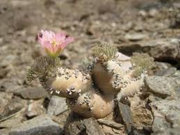 Image result for Monsonia senegalensis