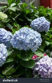 Image result for Hydrangeaceae