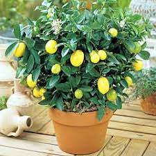 Budama işlemine başlamadan önce bütün meyveler. Asisiz Limon Fidani Meyve Verir Mi