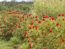 Image result for Bixa orellana