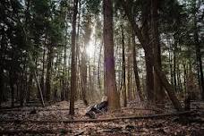 Forest Bathing for Nervous system Regulation