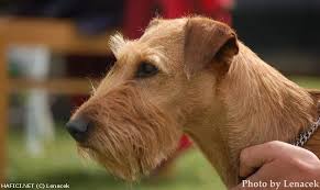 Image result for irský teriér