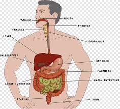 The food we eat gets converted to the much needed energy only due to our digestive system. Human Digestive System Png Images Pngegg