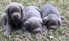 Find all breeds of puppies for sale and dogs for adoption near you in duluth, minneapolis, st paul, rochester or minnesota. Silver Lab Puppies For Sale By Breeders At Silver And Charcoal Kennels