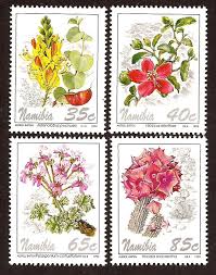 Image result for Adenolobus pechuelii