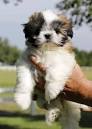 Shih Tzu Dog Breed Information - American Kennel Club