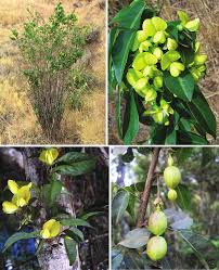 Image result for Ormocarpum schliebenii