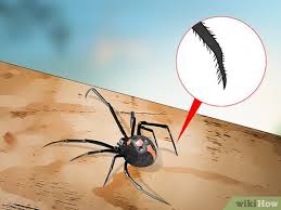Die schwarze witwe ist vielen auch als die gefährlichste spinne der welt bekannt. Eine Schwarze Witwe Identifizieren Wikihow