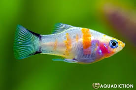 Image result for Exochaenium platypterum