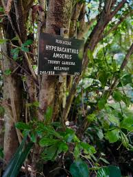 Image result for Hyperacanthus amoenus