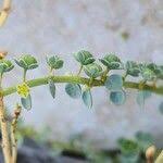 Image result for Andrachne ovalis