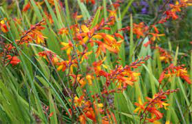 As long as the basic factors are met, caring for a citrus plant is relatively easily. Montbretia Western Isles Wildflowers Flowers Of The Hebrides