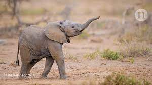 Download Baby Elephants Painkiller Prescriptions And Russian Radiation Clues