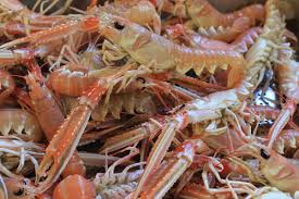 Photos Album De Nos Fruits De Mer Hotel Lorient Larmor Plage Les Mouettes Fruits De Mer Fruits Mouette