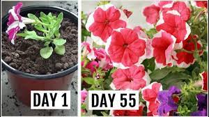 Know The Right Way To Grow Care For Petunia Plant Youtube Petunia Care Petunia Plant Plants