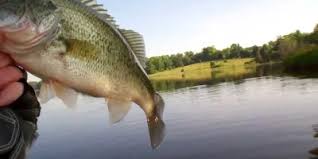 Fishing Tips For Fishing In Thailand In 2020 Fish Lake Fishing Fishing Tips