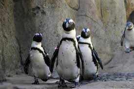 Check spelling or type a new query. Guess Who S Coming To Dinner Vancouver Aquarium Welcomes Waddling Penguin Guests Vancouver Observer