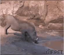 The wild boar typically attacks by charging and pointing its tusks towards the i. Wild Boar Gifs Tenor
