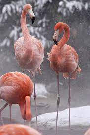 Pin By Stacy Tate On Flamingos Flamingo Pink Flamingos Animals Wild