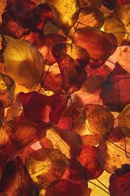 Check spelling or type a new query. 90 000 Best Autumn Wallpaper Photos 100 Free Download Pexels Stock Photos