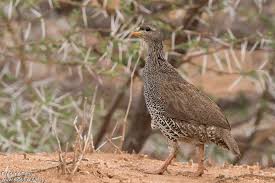 Image result for Tragiella natalensis