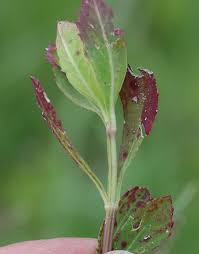 Image result for Phyla nodiflora