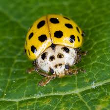 Image result for Isoglossa punctata