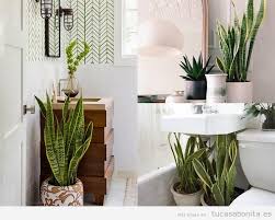 Ver más ideas sobre decoracion plantas, plantas, decoración de unas. Decoracion Con Plantas Cuales Son Las Que Crecen En El Bano Consejos Para Mi Huerto