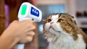 As a cat dies, even of old age rather than sickness, her body is going to start shutting down. What Does The Covid 19 Summer Surge Mean For Your Cats And Dogs Science Aaas