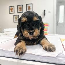 Maybe you would like to learn more about one of these? Rosedale Doodles