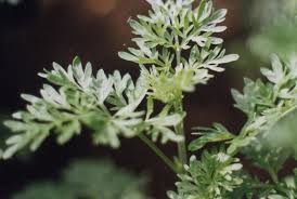 8 Things You Never Knew About Wormwood - Food Republic