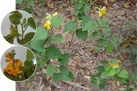 Image result for Wissadula