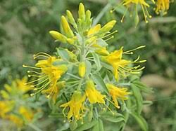 Image result for Cleome monophylloides