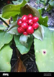 Image result for Scadoxus membranaceus