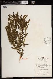 Image result for Chamaecrista falcinella