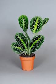 Image result for maranta
