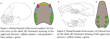 We have relatively pathetic canine teeth compared to cats and in human dental anatomy the canine teeth are refered to as the eyeteeth and the premolars as the bicuspids. Dental Formula Of The Vervet Monkey A Lat Eral View On The Skull Download Scientific Diagram