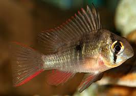 I've had the rams about 2 weeks and they always hang out around each other. Mikrogeophagus Altispinosus Bolivian Ram Dwarf Cichlids