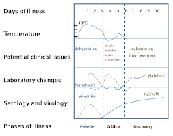 Dengue fever is an infection that occurs after the bite of an infected mosquito. Dengue Fever Wikiwand