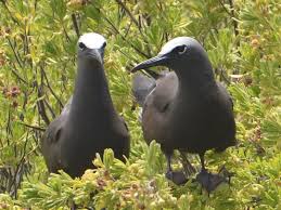 Image result for Pisonia